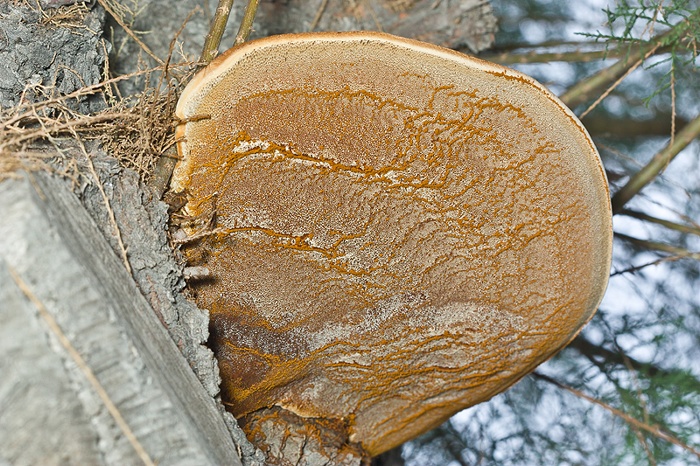 Hymenochaetaceae - Phellinus ??? (Inonotus tamaricis)